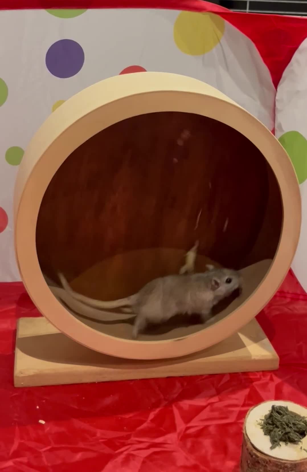 Gerbil rodents for sale: 2 Male Gerbils & full setup included  in Gillingham - Video 1