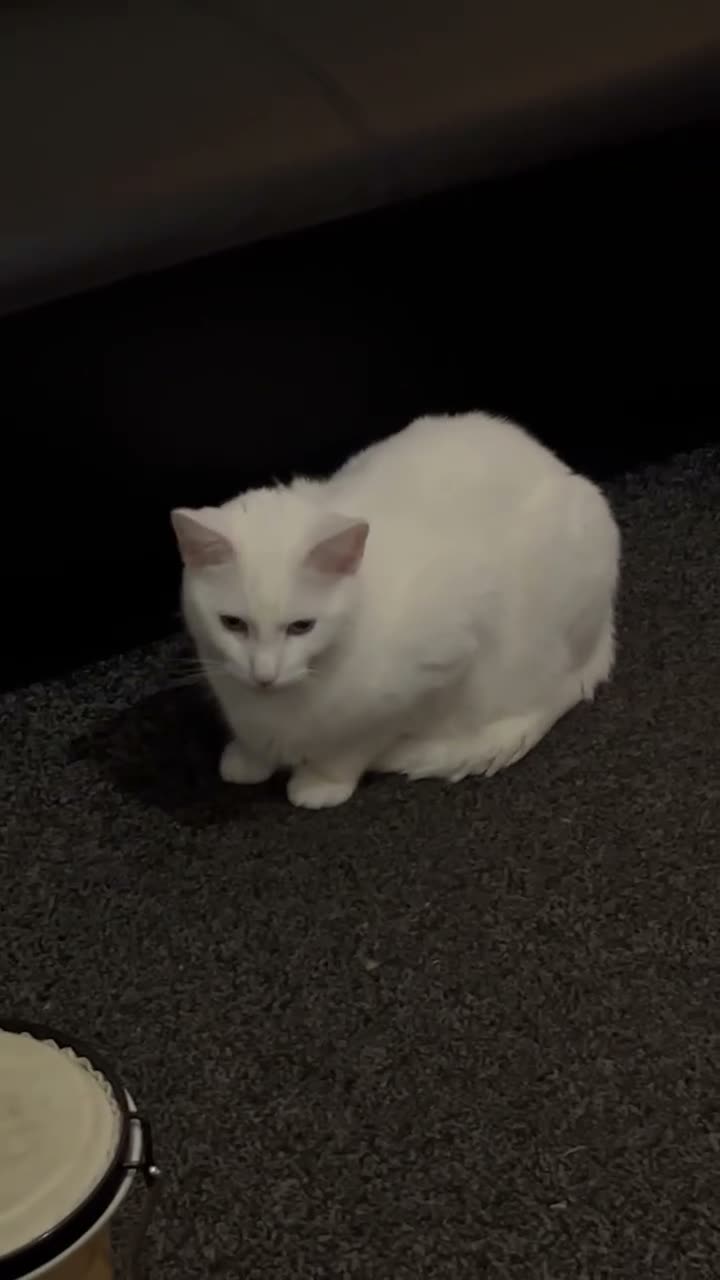 British Shorthair cats for sale: Male cat in Salford - Video 1