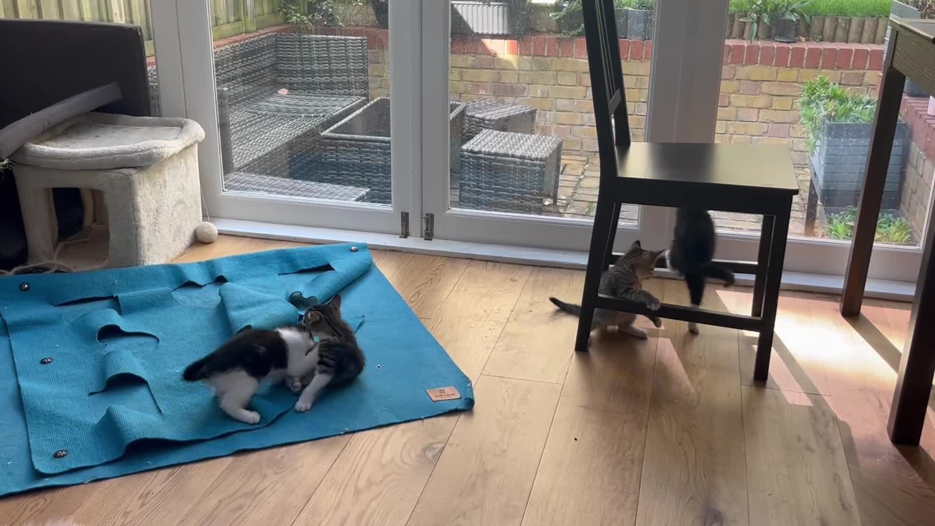 Mixed Breed cats for sale: Cuties looking for loving families - Video 1