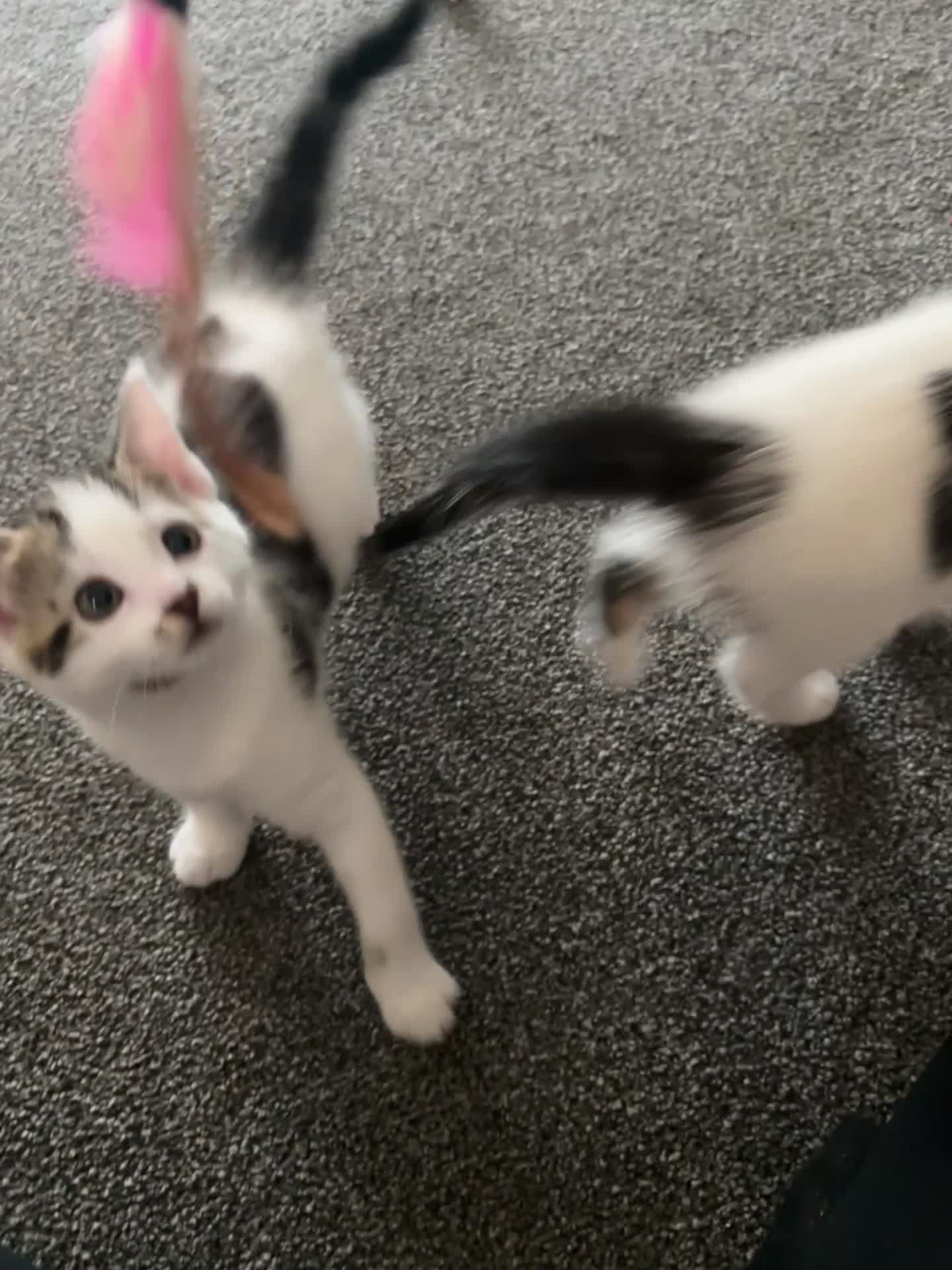 Mixed Breed cats for sale: TWO LEFT! Beautiful kittens ready for 5/10/25 - Video 1