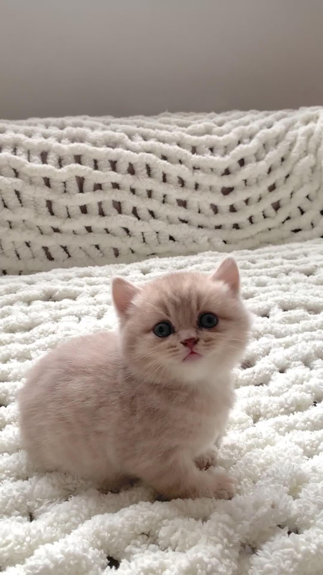 British Shorthair cats for sale: Pedigree tabby British shorthair lilac chocolate  - Video 4