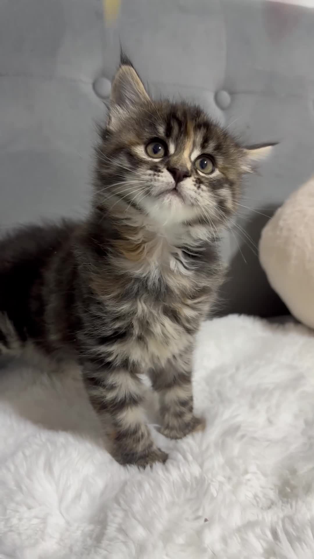 Maine Coon cats for sale: 🤩Sweet Lion Brown Torbie & White Tabby Maine Coon - Video 2