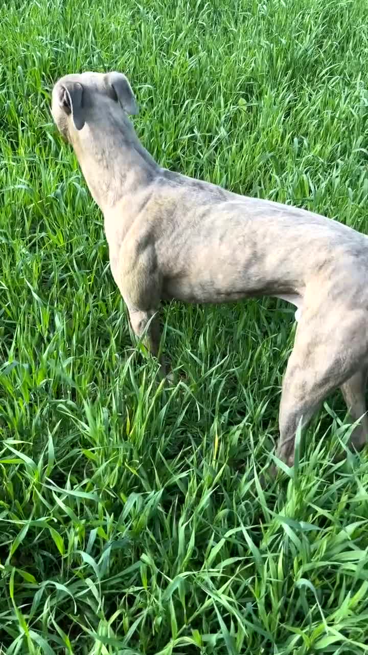 Lurcher dogs for sale: Bullx SalukiDeerhoundGreyhound  in York - Video 1