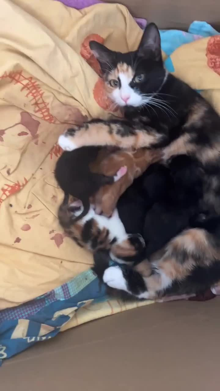 Mixed Breed cats for sale: Cute kitten litter of mix breed.  - Video 2