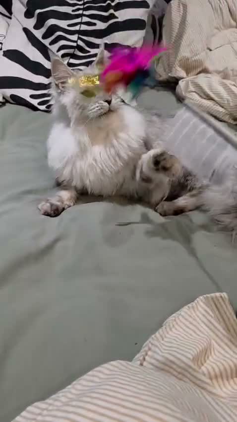 Mixed Breed cats for adoption: ❤️AURA❤️ A MAJESTIC 1,5 YEARS OLD MAINE COON GIRL in Swadlincote - Video 1