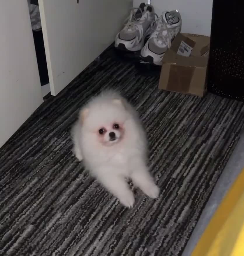 Pomeranian dogs for sale: Pomeranian Female Ready - Video 1