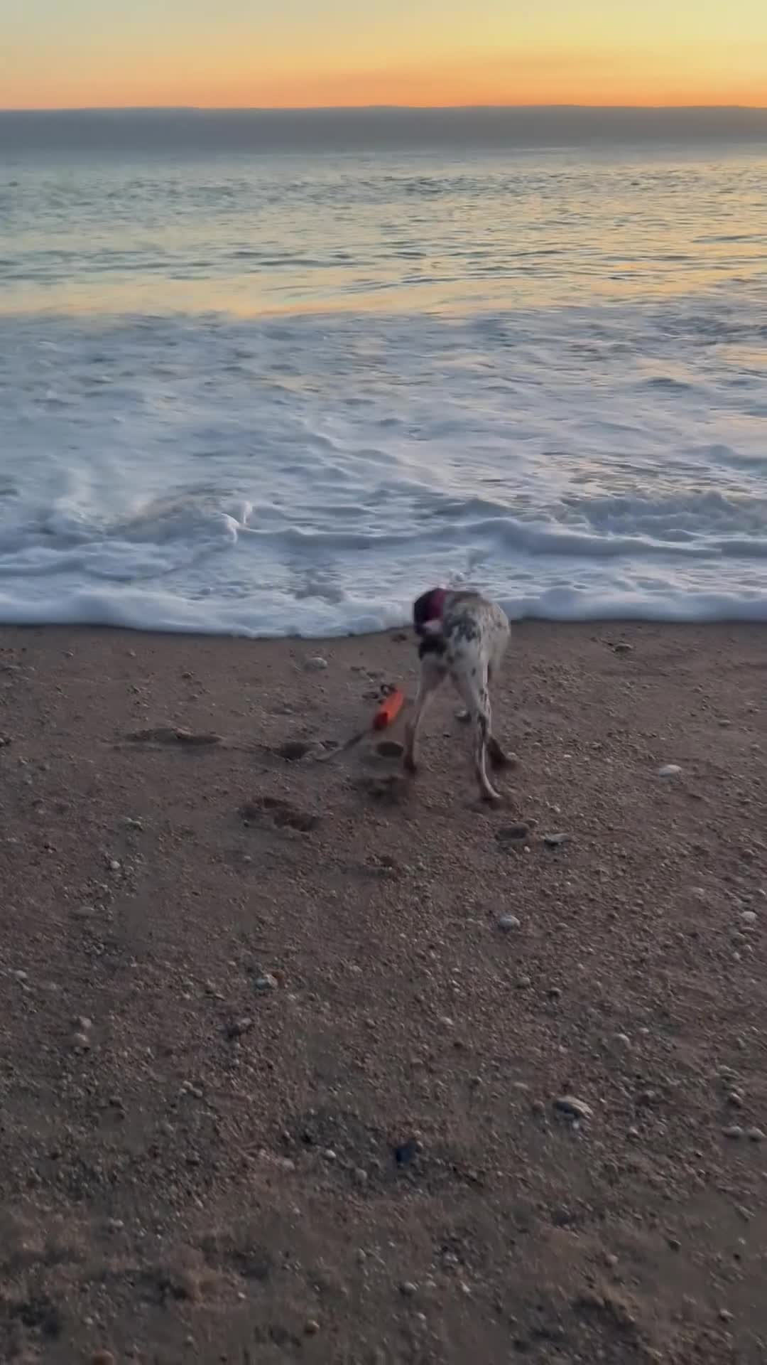 German Shorthaired Pointer dogs for sale: 2 Year old Female GSP - Video 1