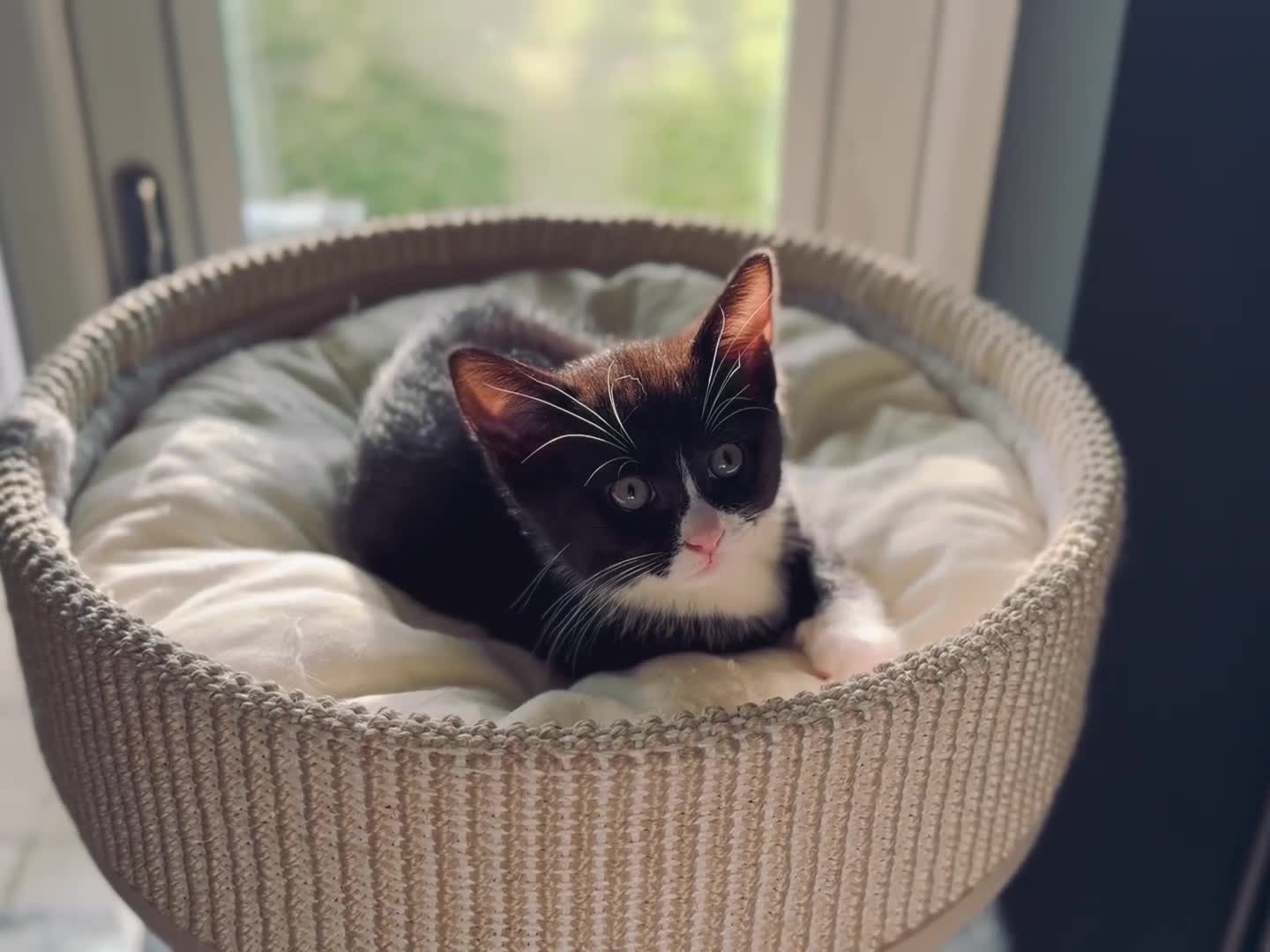 Mixed Breed cats for sale: Meet Darwin calm affectionate little gentleman 🐾 in Kingston upon Thames - Video 3
