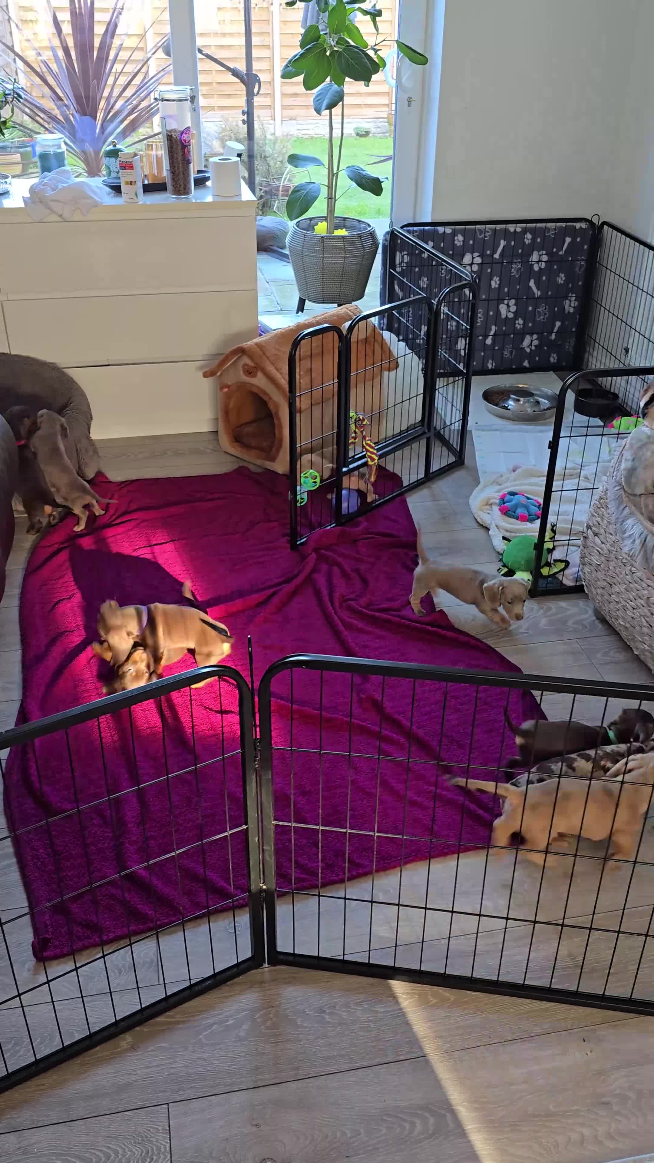 Miniature Dachshund dogs for sale: KC registered miniature Dachshund 🐶  - Video 1