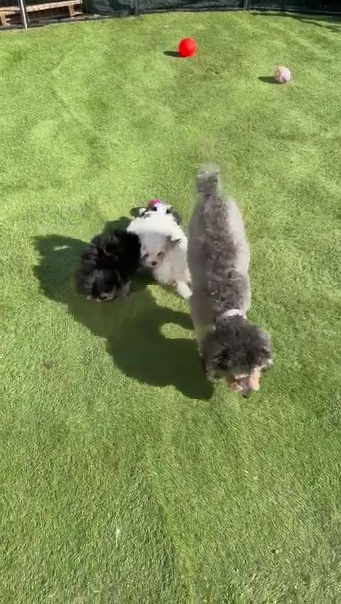 Maltipoo dogs for sale: 🌟 Korean Maltipoo rare colours – DNA tested 🌟 - Video 4