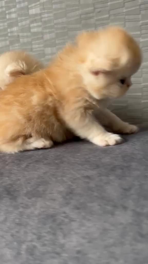 Persian cats for sale: 6 Stunning Persian Kittens - Video 1