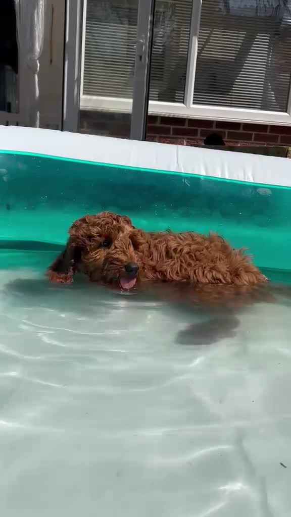 Cavapoo dogs for sale: Ready to leave, DNA HEALTH TESTED PARENTS. - Video 3