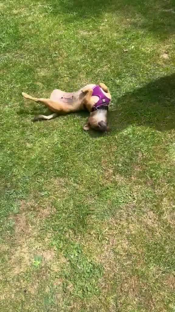 Mixed Breed dogs for sale: Sweet little nutmeg needs her forever home - Video 2