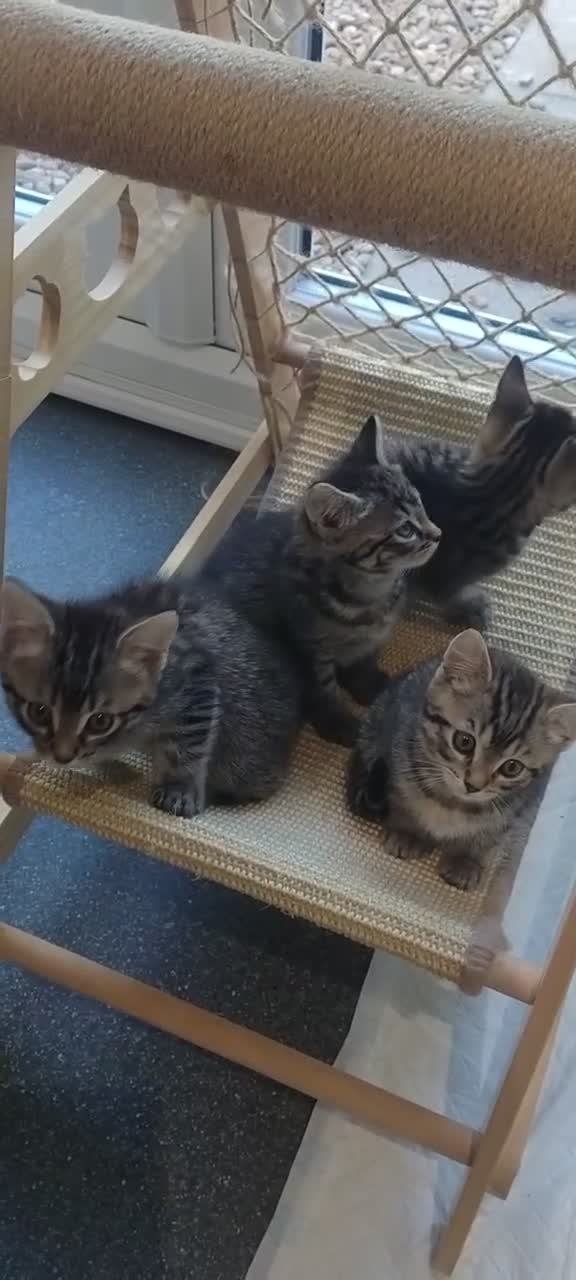 Mixed Breed cats for sale: 4 kittens  - Video 3