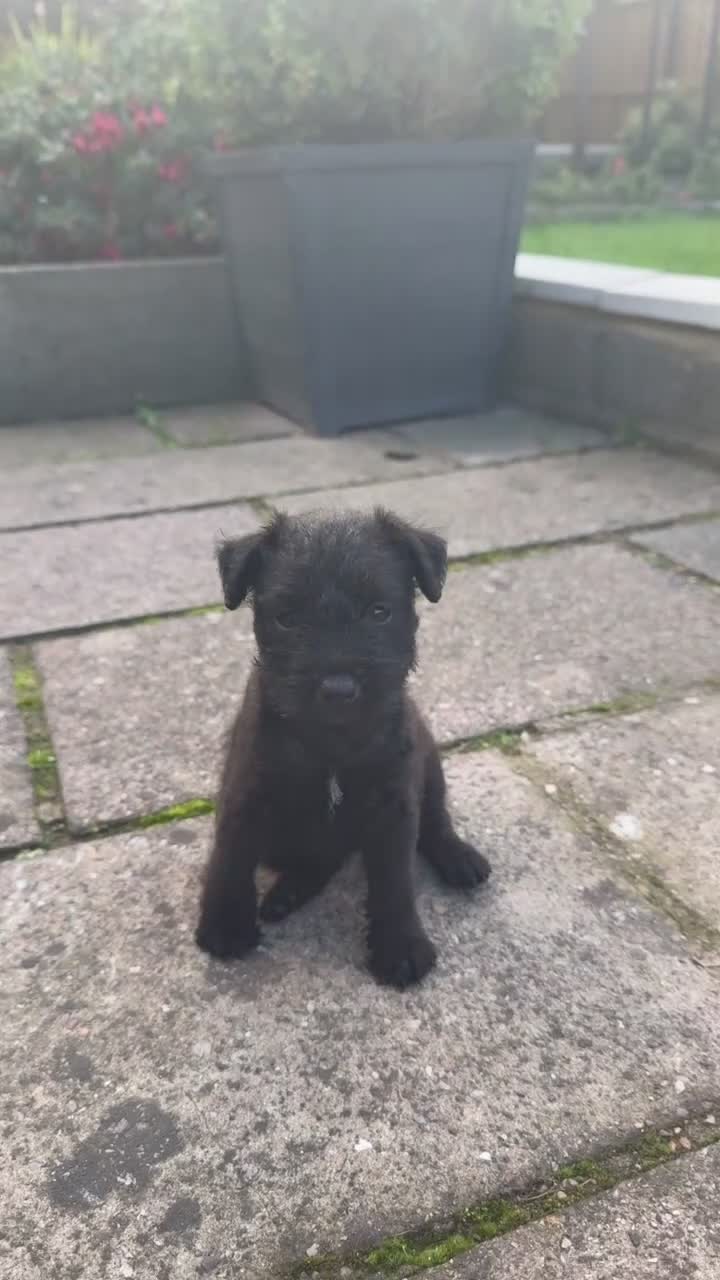 Mixed Breed dogs for sale: Lakeland x patterdale (fell) pups - Video 1