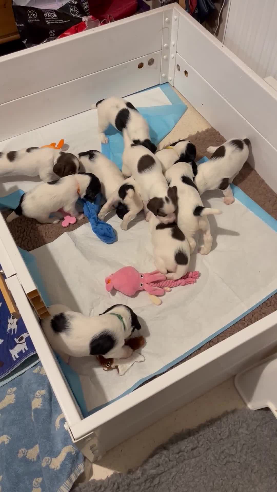 English Springer Spaniel dogs for sale: Beautiful springer spaniel puppies - Video 2