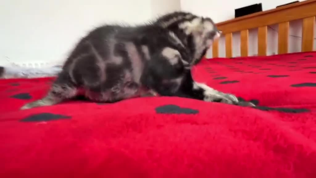 Mixed Breed cats for sale: Marble Bengal cross  - Video 1