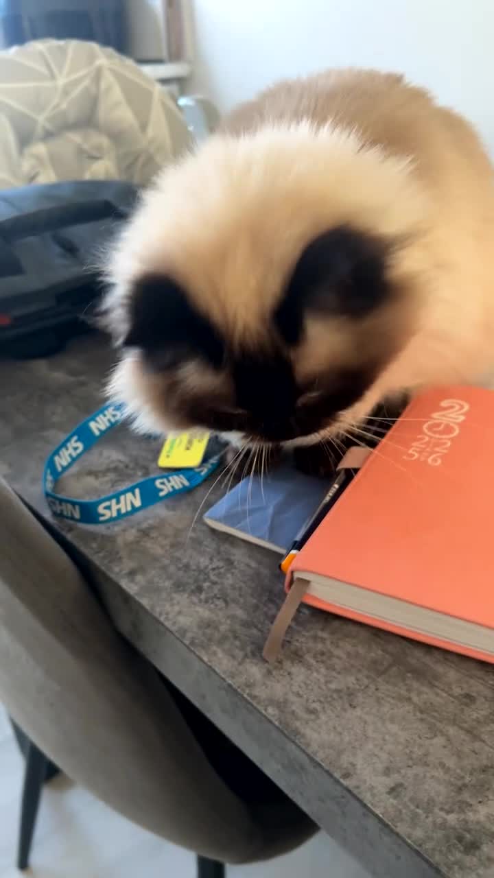 Ragdoll cats for sale: GCCF registered retired female Ragdoll  - Video 1