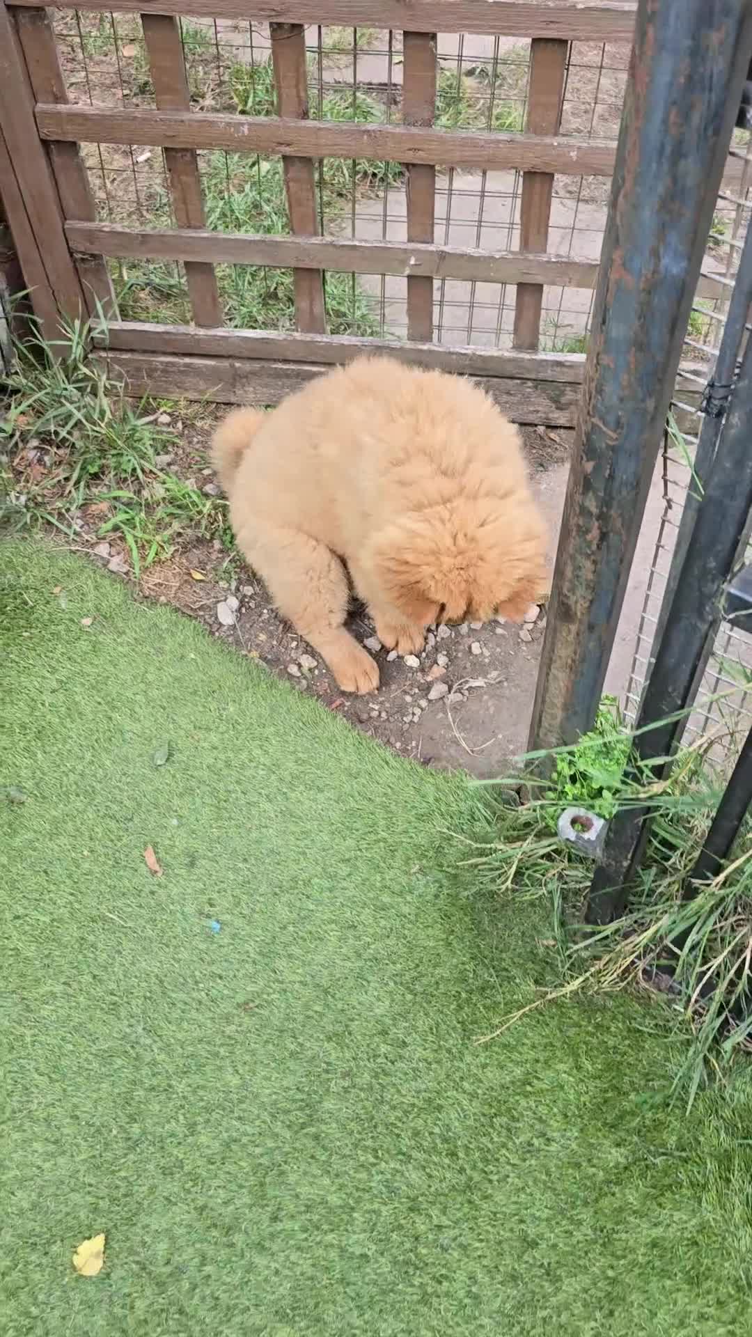 Chow Chow dogs for sale: QUALITY KC CHOWCHOW PUPPIES  in Wolverhampton - Video 1