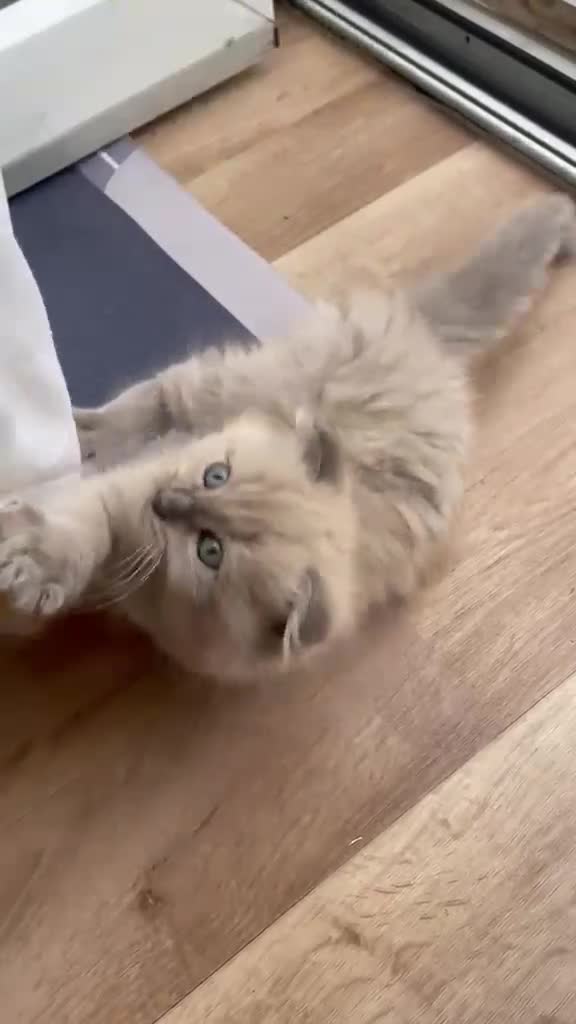 Scottish Fold cats for sale: Beautiful kittens🌹🤭 - Video 1