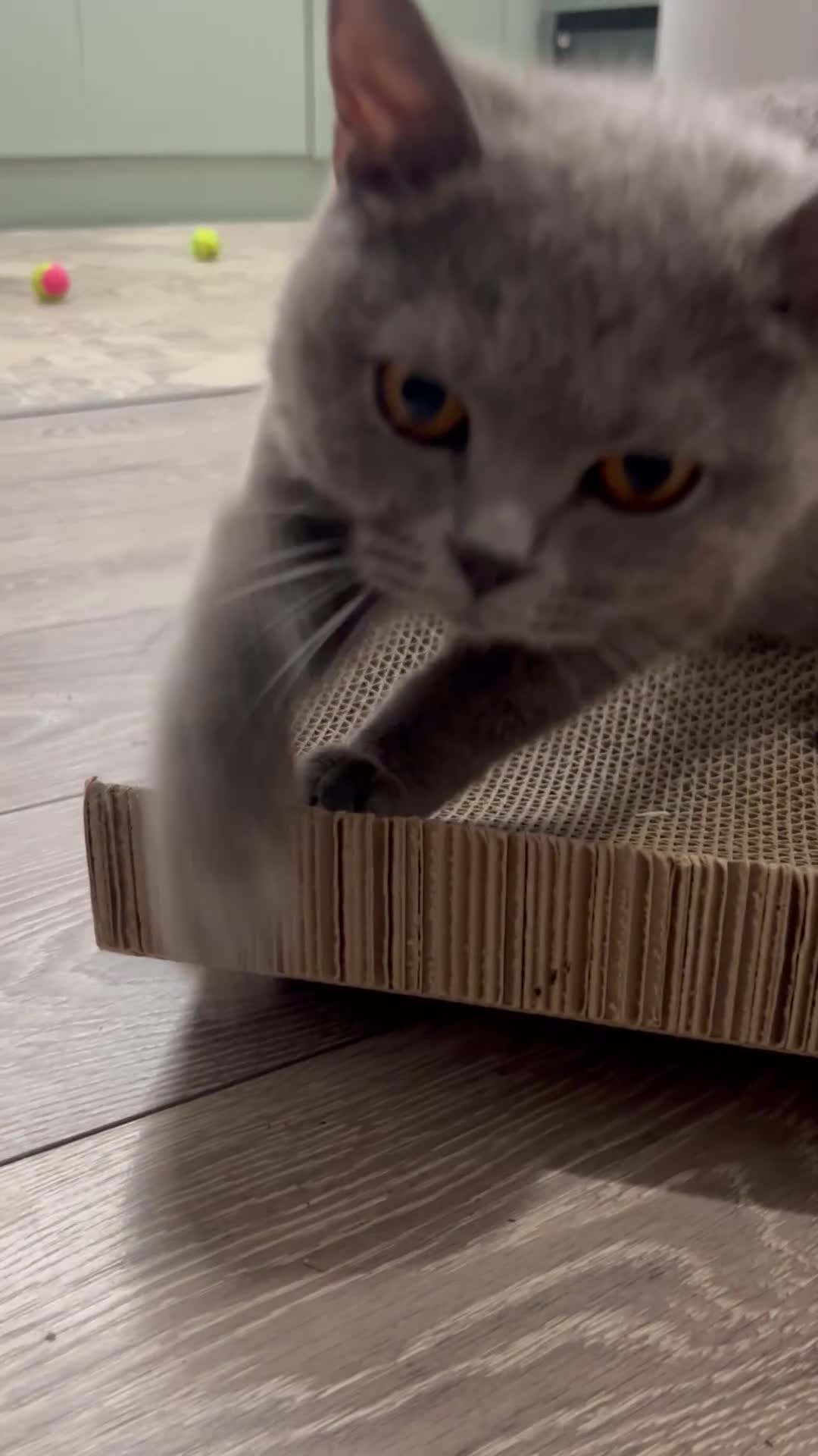 British Shorthair cats for sale: GCCF active mum and daughter blue BSH - Video 4