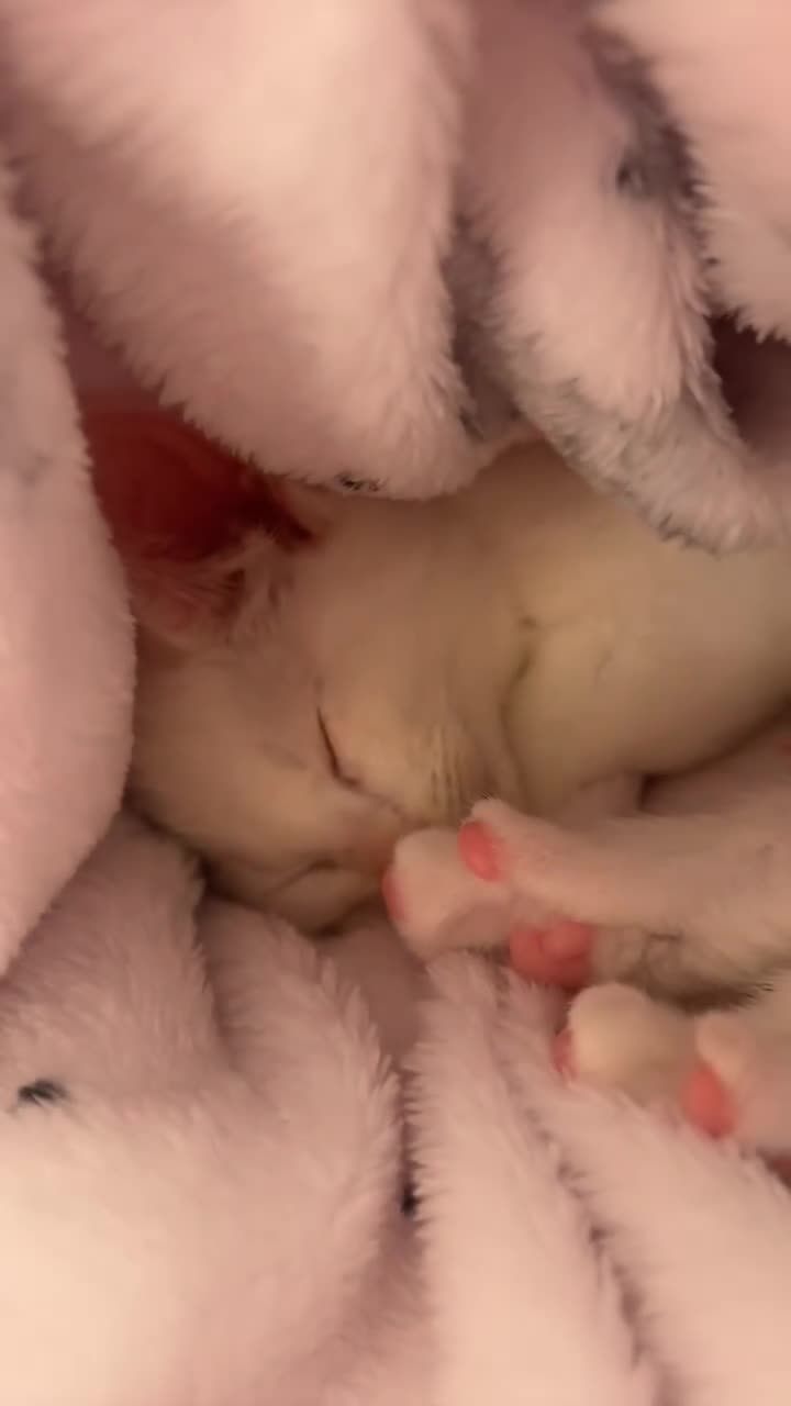Mixed Breed cats for sale: Ragdoll x White Russian Kitten Male 9 weeks  - Video 2