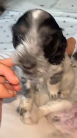 Cockapoo dogs for stud: Blue Roan & Tan-Phantom Stud in Lingfield - Video 1