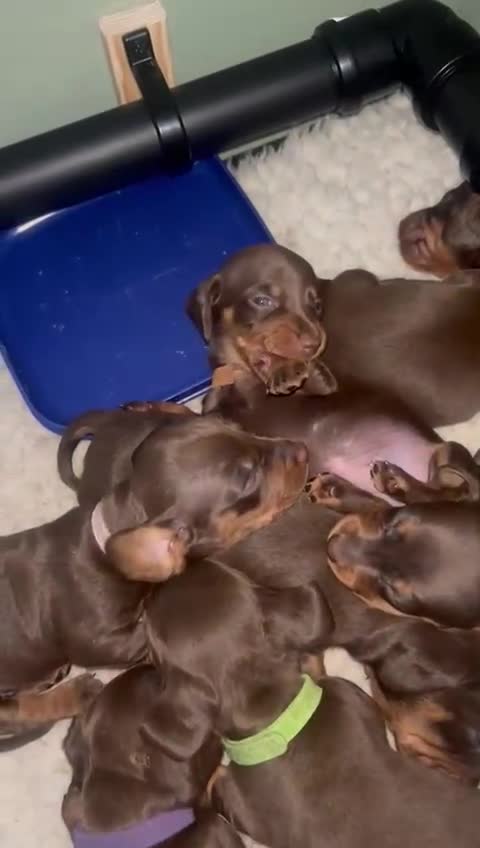 Miniature Dachshund dogs for sale: Miniature dachshund puppies  - Video 2
