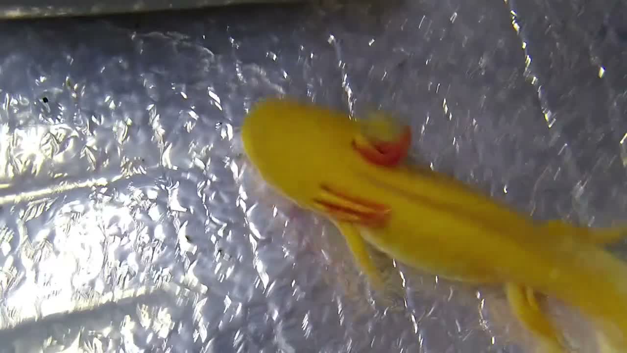 Other/Mixed Breed fish for sale: Axolotls in Paisley - Video 1