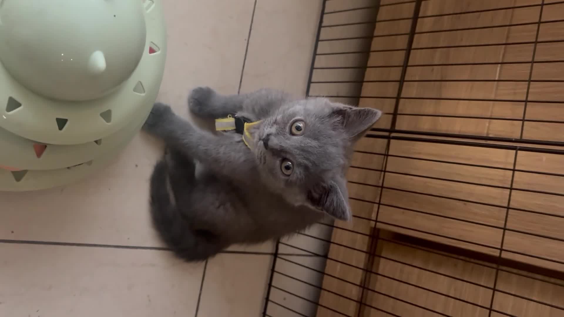 British Shorthair cats for sale: British Shorthair kittens  - Video 5