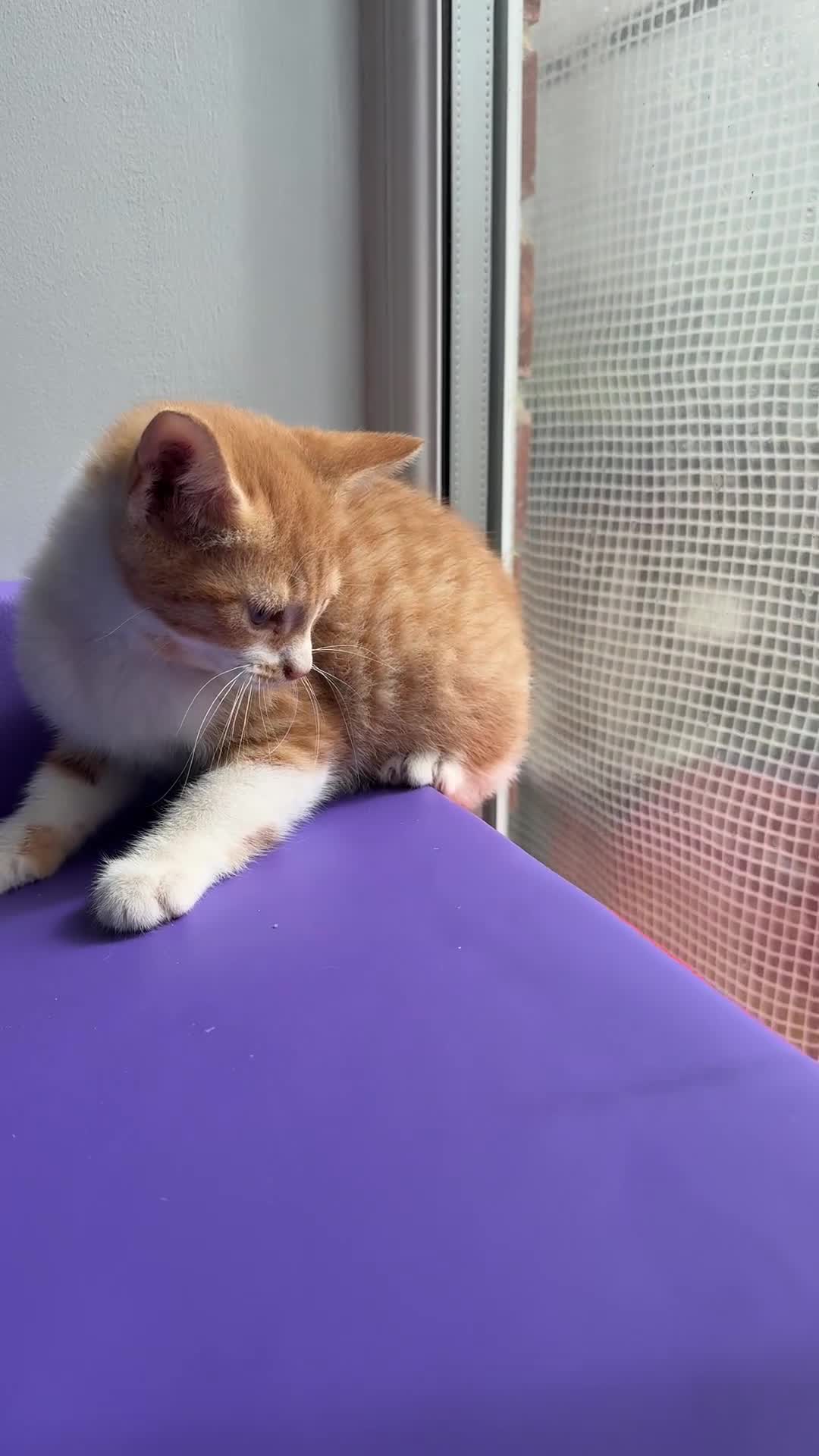 Mixed Breed cats for sale: 4 STUNNING KITTENS READY FOR A LOVING HOME - Video 1