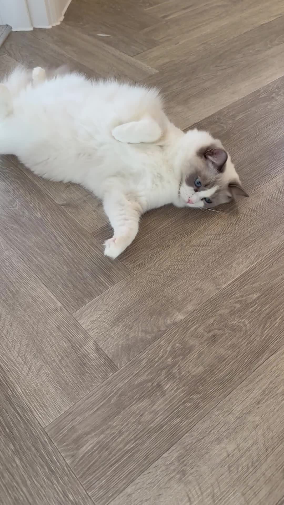 Ragdoll cats for sale:  🇪🇺Show quality European lines ragdoll girl 🩷 - Video 2