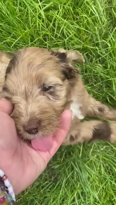 Sproodle dogs for sale: Stunning F1 sproodle  - Video 3