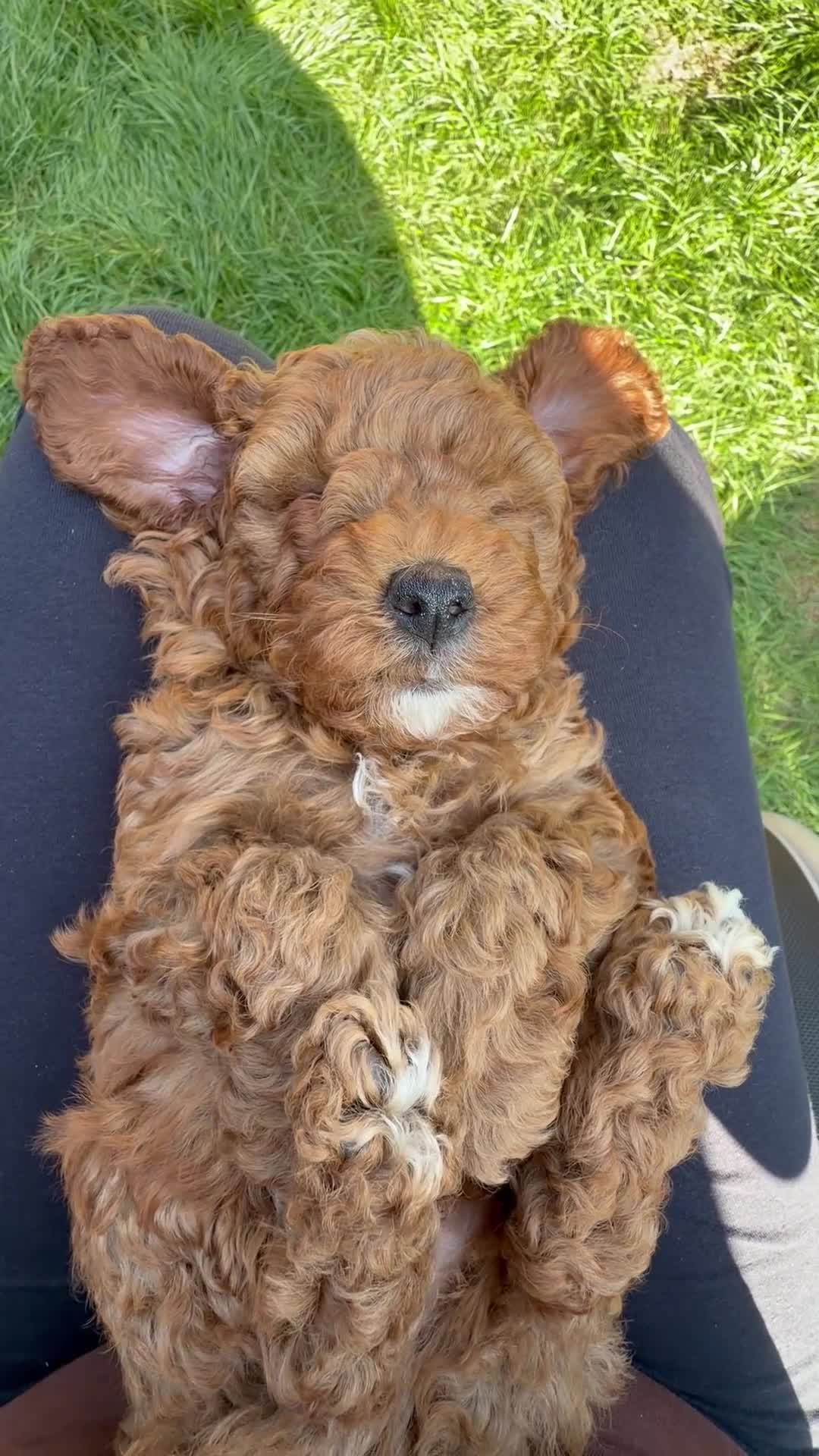 Miniature Poodle dogs for sale: Kc gorgeous red mini Poodle 5 gen pedigree  - Video 5