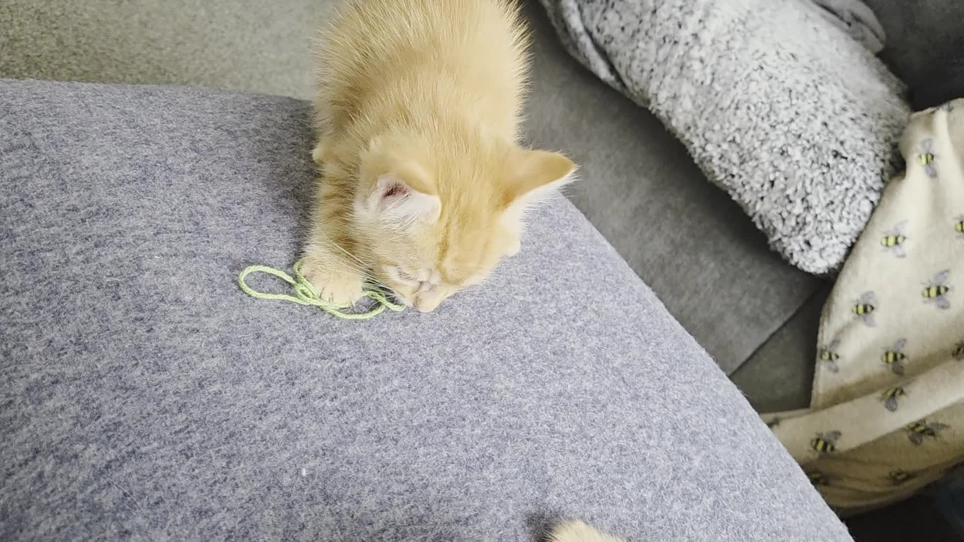 Mixed Breed cats for sale: 4 BEAUTIFUL KITTENS  - Video 1