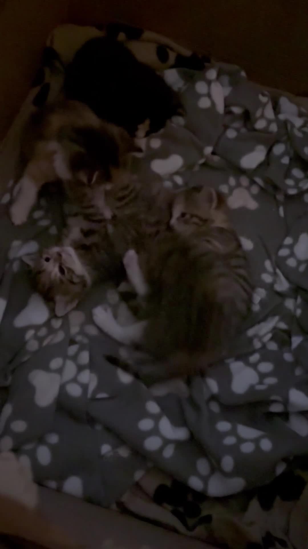 Mixed Breed cats for sale: 5 female kittens  in Glasgow - Video 1