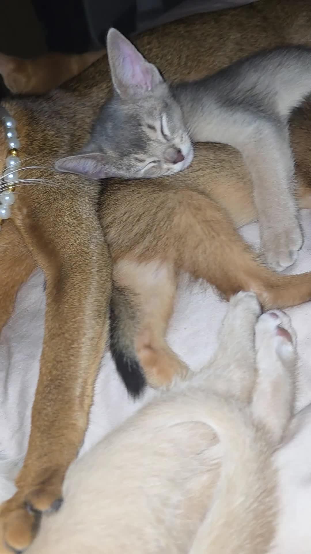 Abyssinian cats for sale: Beautiful Aby kitten  - Video 4