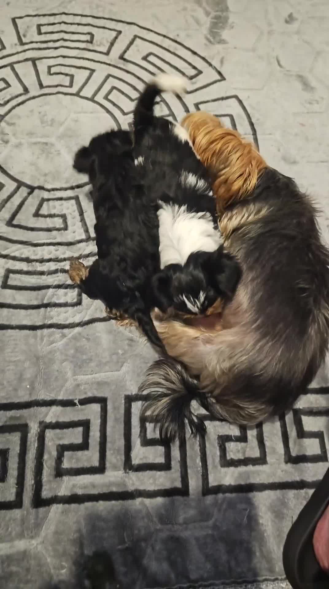 Yorkshire Terrier dogs for sale: Yorky boy - Video 3