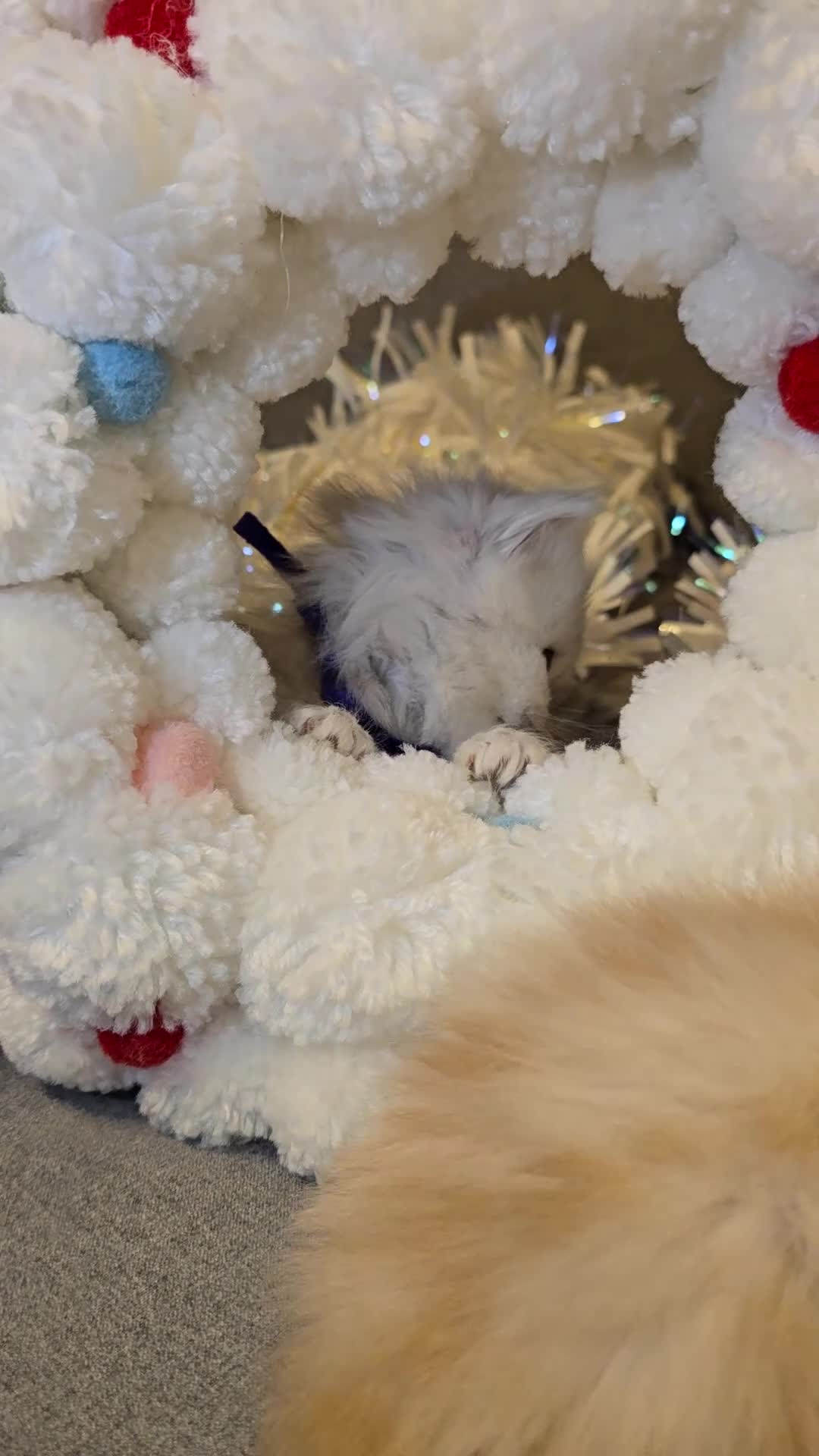 Persian cats for sale: Persian fluffy angels - Video 5