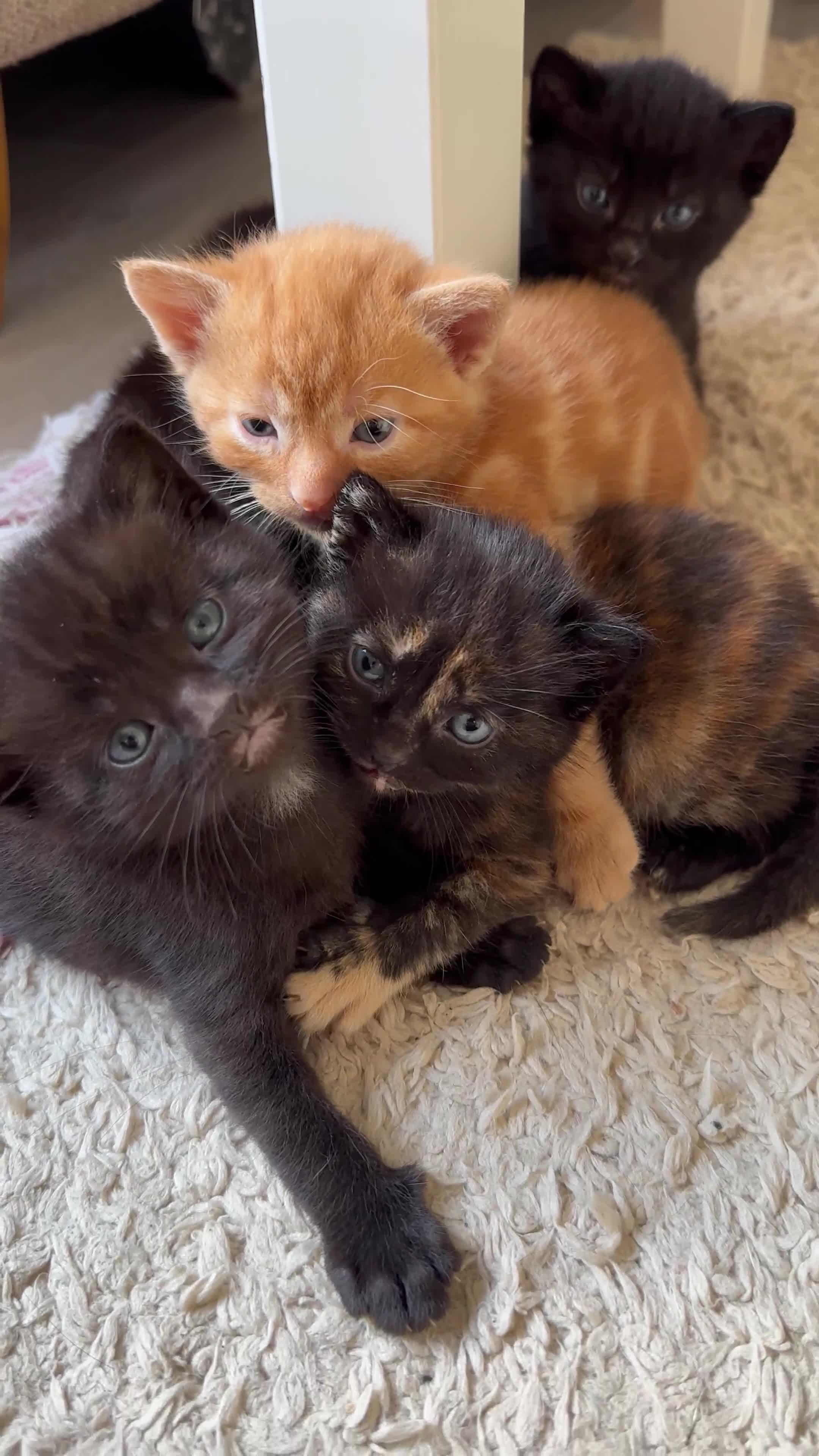 Mixed Breed cats for sale: Adorable little kittens looking for a new home - Video 1