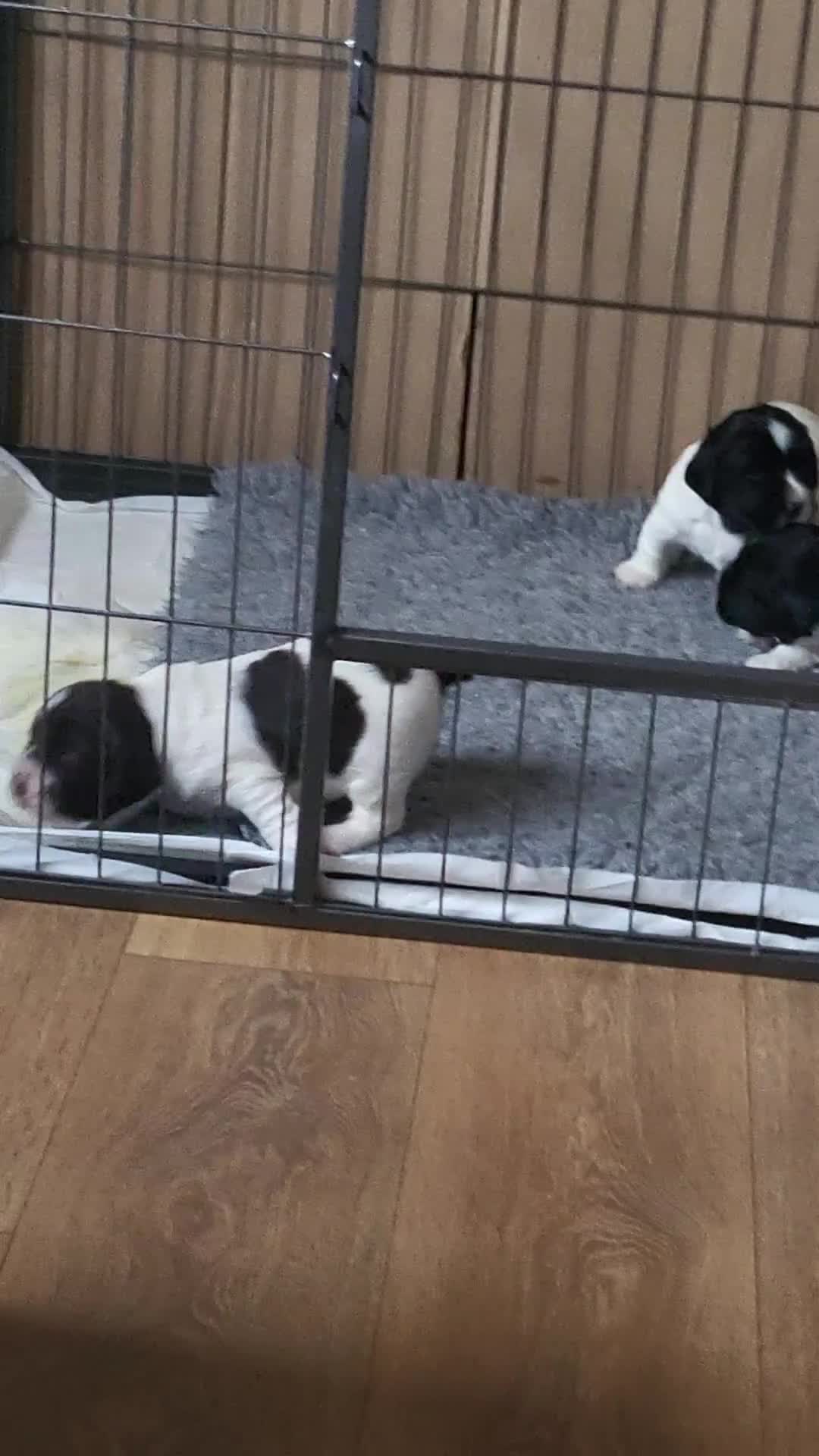 English Springer Spaniel dogs for sale: Two black and white and one liver and white - Video 2