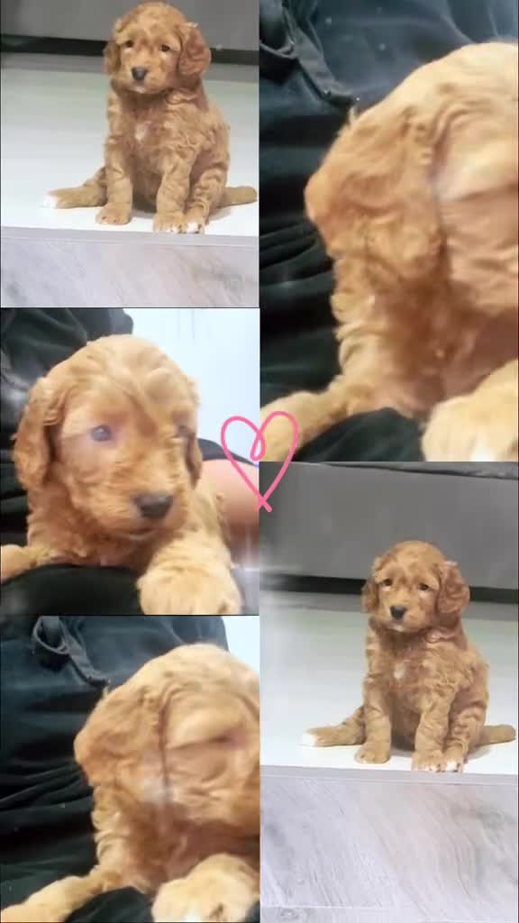 Cavapoo dogs for sale: x4 cockapoos puppies - Video 1