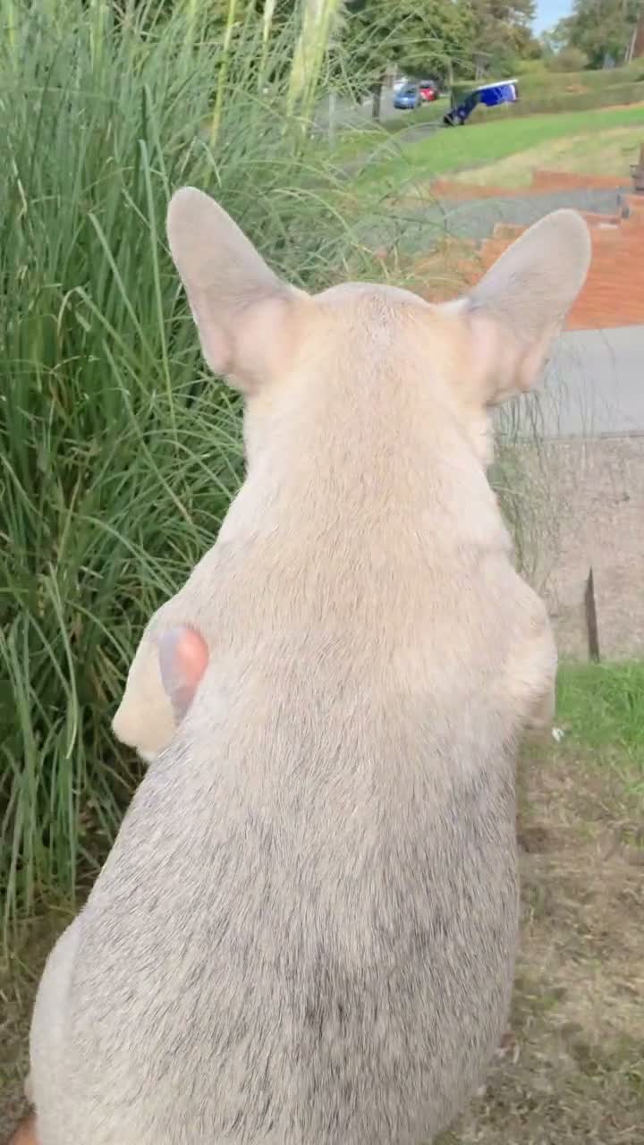 French Bulldog dogs for sale: 4 BEAUTIFUL FRENCH BULLDOGS FOR CHEAP!!!! - Video 1