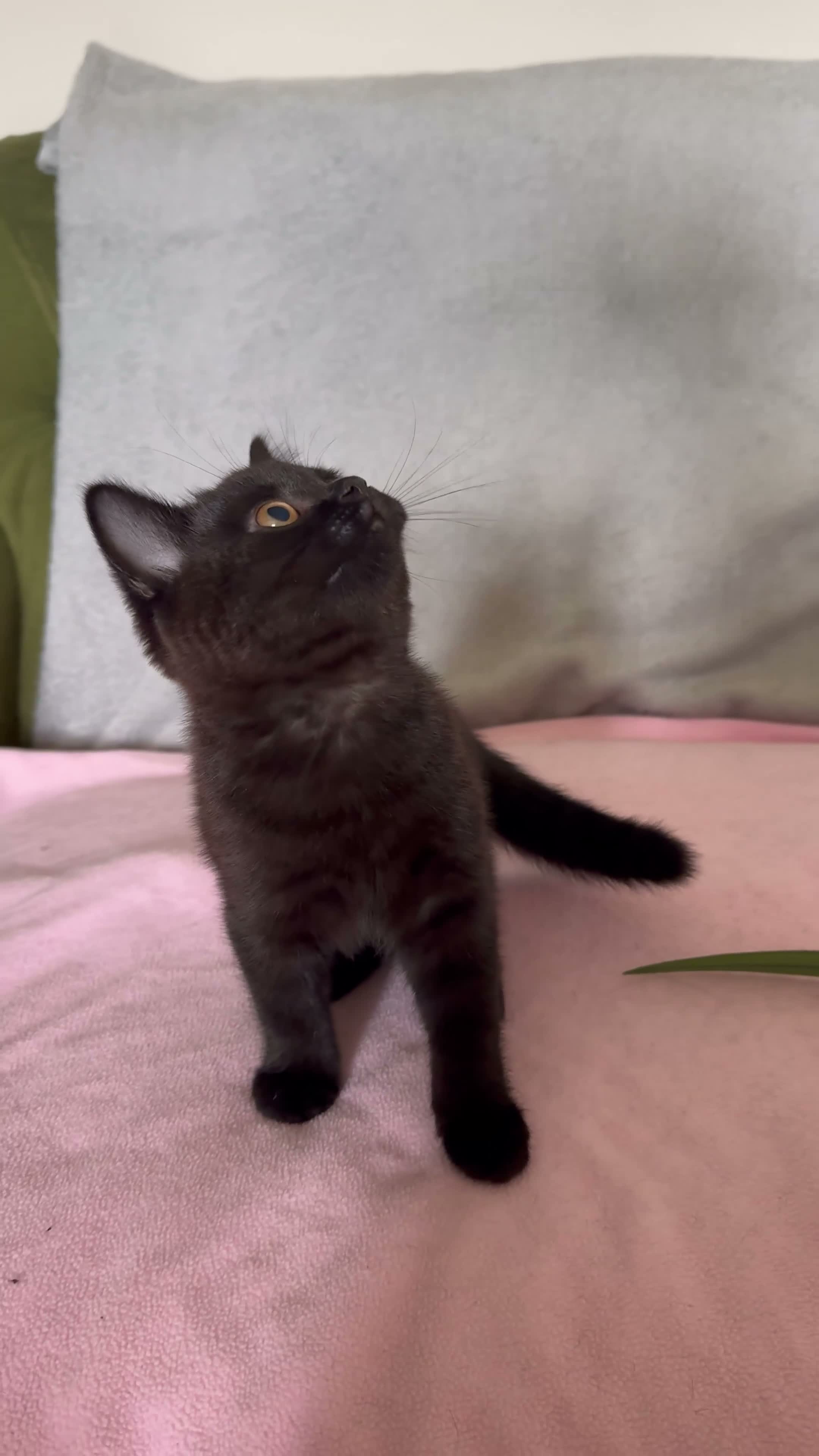 British Shorthair cats for sale: LAST KITTEN  GCCF Reg.  sweetest nature  - Video 1