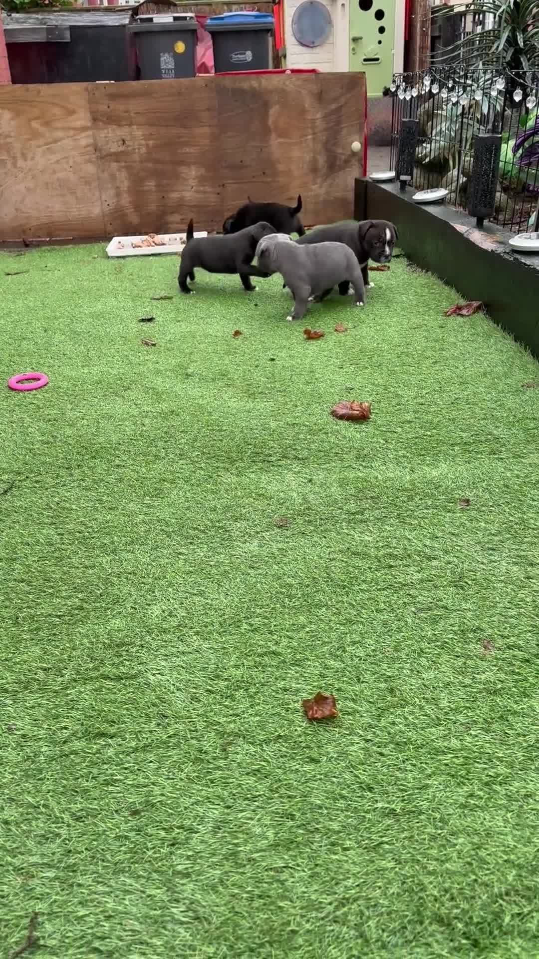 Staffordshire Bull Terrier dogs for sale: Staffie puppies  - Video 1