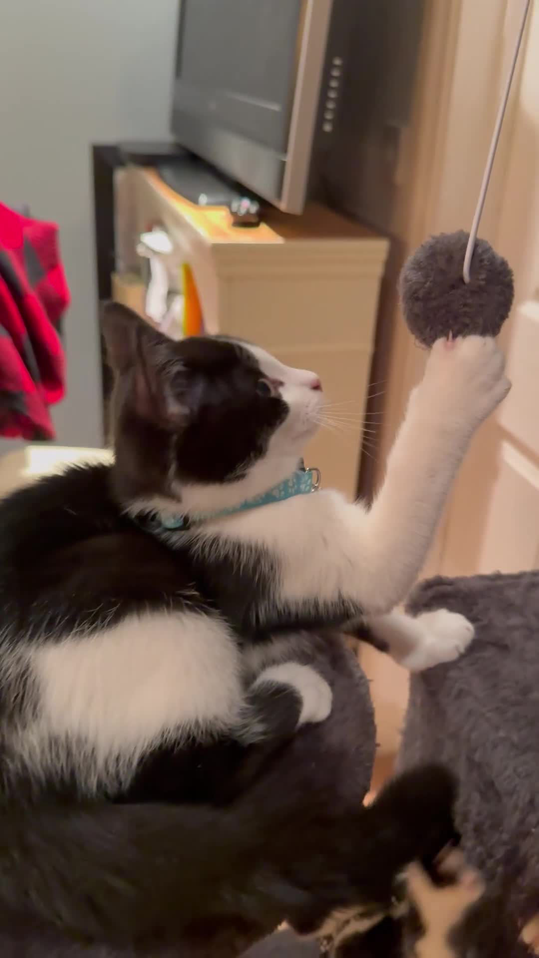 Mixed Breed cats for sale: 12-Week-Old Kittens Ready for Their Forever Homes - Video 1