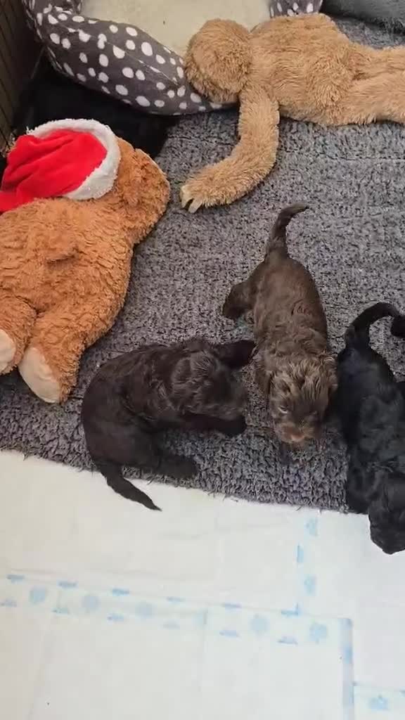 Cockapoo dogs for sale: Gorgeous F1 Cockapoo puppies  - Video 1