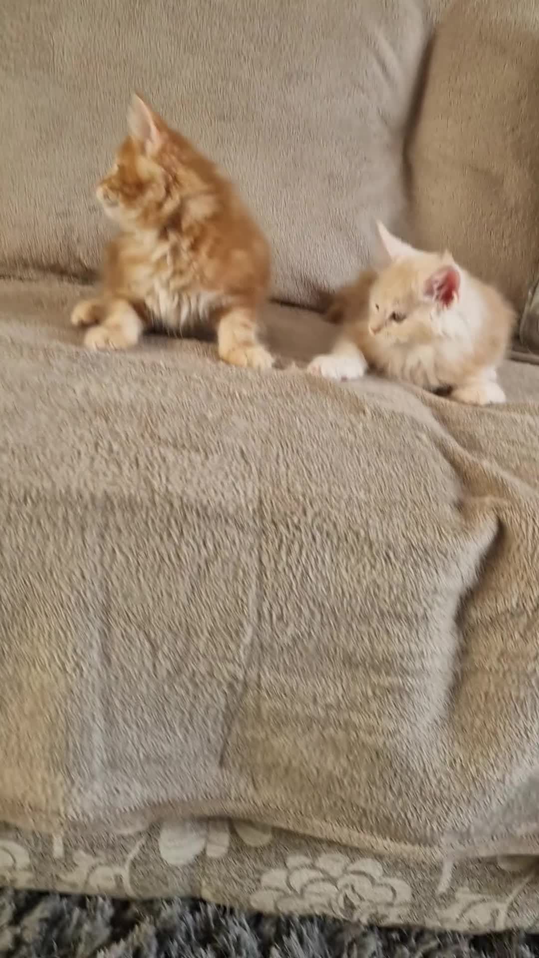 Maine Coon cats for sale: GCCF quality maine coon kittens - Video 1