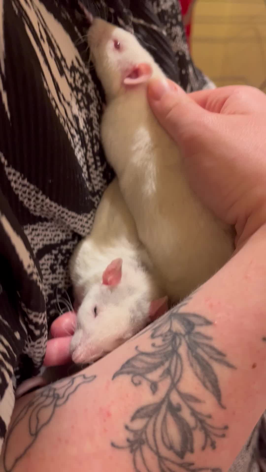 Rat rodents for sale: 2 loving friendly Rex male rats  in Oxford - Video 1