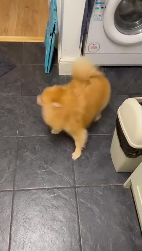 Pomeranian dogs for sale: Pomerain male dog for sale - Video 1